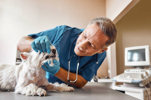 Best Emergency X-Rays and Diagnostics in Brandermill, VA